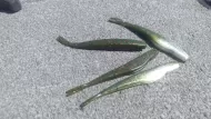 Square Back Minnow (5in) 5, 10, or 20 cavity